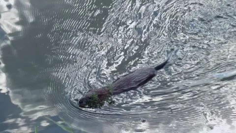 Muskrat swims with a bunch of grass in its teeth toward its burrow by the r.. Stock Footage 339320587