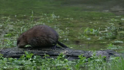 Muskrat on a tree trunk in the water Stock Footage 252214655