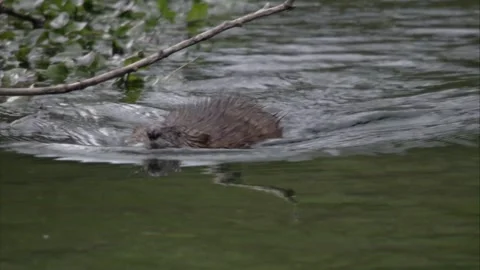 Muskrat in the water  Stock Footage 252763906