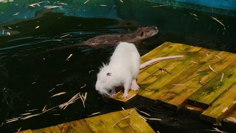 Muskrats Stock Footage 137655443