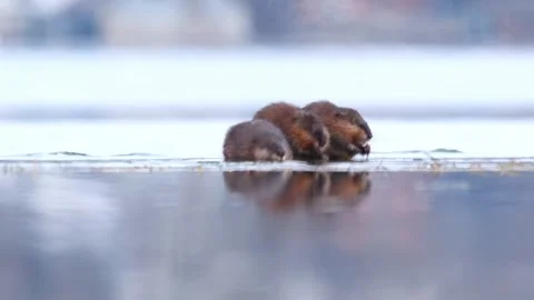 Muskrats on the ice Stock Footage 267434816