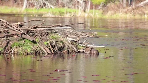 Muskrats Mating Stock Footage 79628542