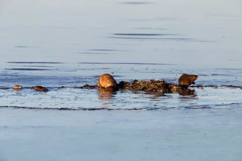 Muskrats at work 写真素材