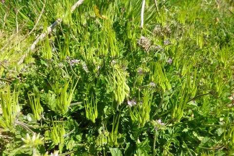 Musky stork's-bill with developing green seed pods in nature 库存照片
