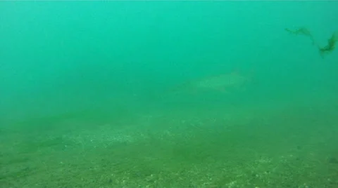 Musky.MP4 库存影片 11890196