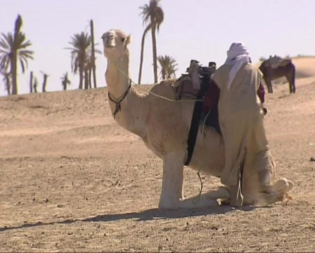 Muslim riding camel Stock Footage 612571