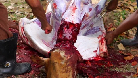Muslims help each other prepare halal slaughtering during Eid Al-Adha Al Mubarak Video stock 104096884