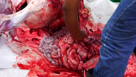 Muslims help each other prepare halal slaughtering during Eid Al-Adha Al Mubarak Stock Footage 104097151