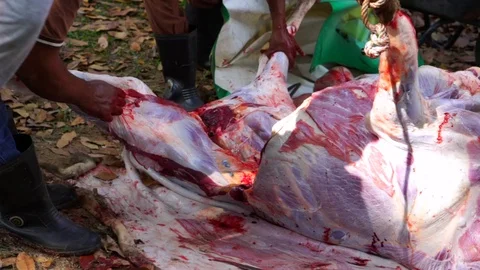 Muslims help each other prepare halal slaughtering during Eid Al-Adha Al Mubarak Stock Footage 104117151