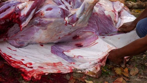 Muslims help each other prepare halal slaughtering during Eid Al-Adha Al Mubarak Stock Footage 104117281