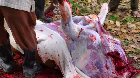 Muslims help each other prepare halal slaughtering during Eid Al-Adha Al Mubarak Stock Footage 104117299