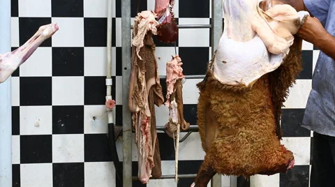 Muslims help in halal slaughtering a sheep Stock Footage 67480623