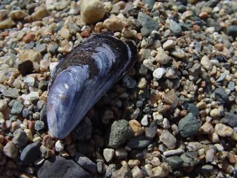 Musscle Stock Photos