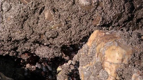 Mussel #1 Stock Footage 33305881