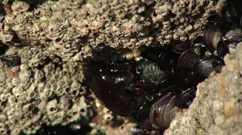 Mussel #2 Stock Footage 33306205