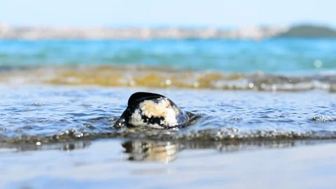 Mussel on the beach. Stock Footage 91802598