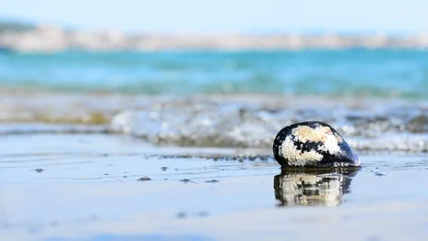 Mussel on the beach. Stock Footage 91802799