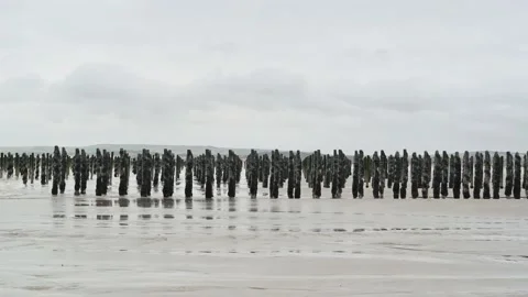 Mussel bed at the Opal Coast Video stock 133084163