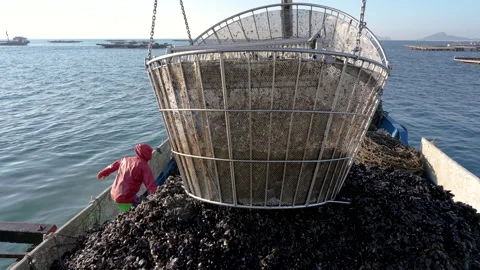 Mussel boat load Stock-Footage 171084571