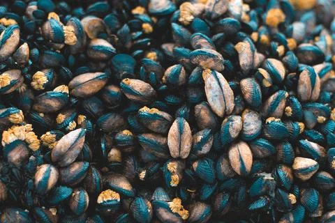Mussel bottom, raw shellfish as an ingredient of fresh seafood cuisine. Stock Photos