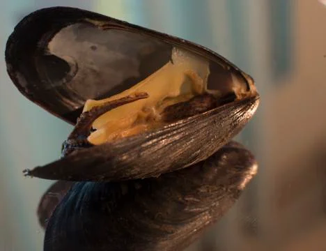 Mussel closeup 스톡 사진