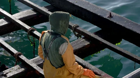 Mussel farmer Stock Footage 171085239