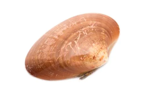 Mussel Stock Photos