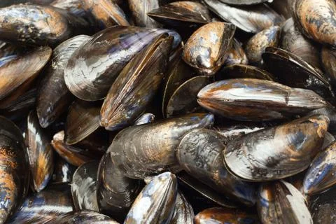 Mussel 写真素材