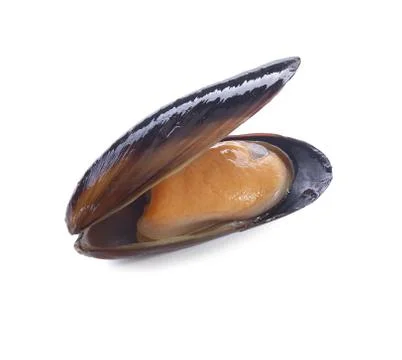 Mussel Stock Photos