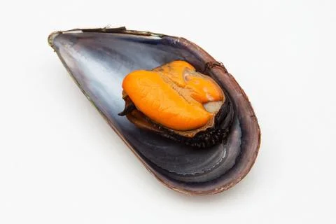 Mussel Stock Photos