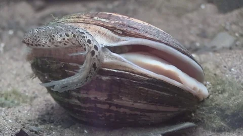 Mussel on river bottom close Stock Footage 76930186