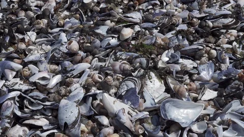 Mussel shell background 스톡 동영상 113553834