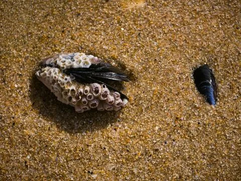 Mussel Shell With Barnacles And Bryozoans On Sandy Beach Portugal Stock Photos