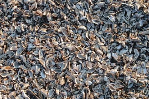 Mussel shell beach. Background from the shells of mussels Stock Photos