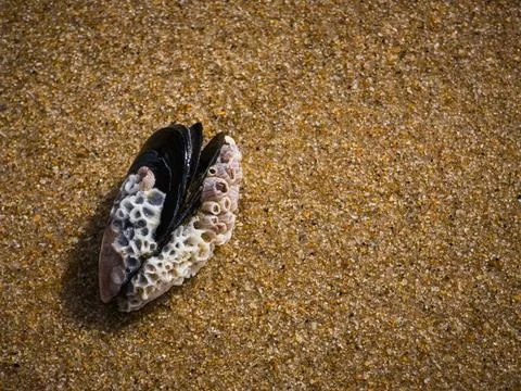 Mussel Shell Covered With Barnacles And Bryozoans On Sandy Beach Portugal Stock Photos