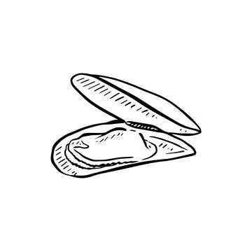 Mussel Shell open Stock Illustration