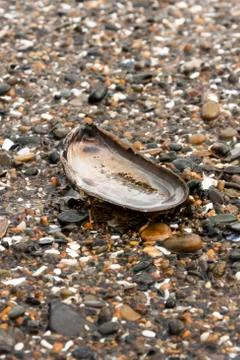 Mussel Shell on a pebble beach Foto stock