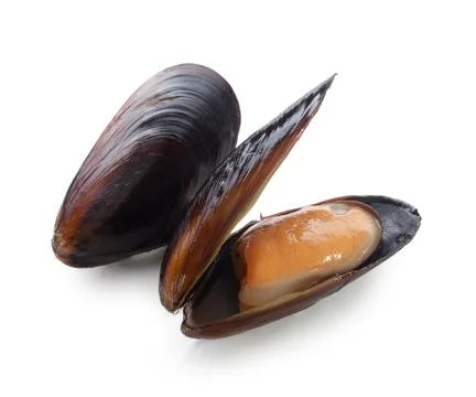 Mussel in the shell Stock Photos