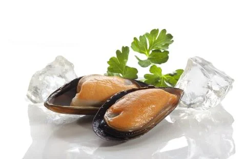 Mussel on the shell Stock-Fotos