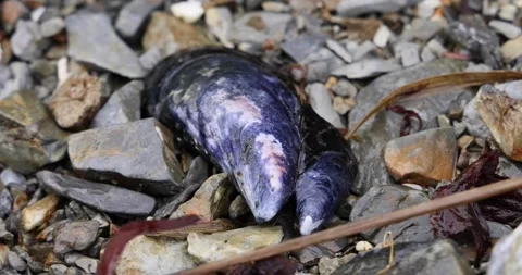 Mussel Shell on Rocky Beach Stock Footage 250489488