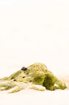 Mussel shell on a sand beach background Stock Photos