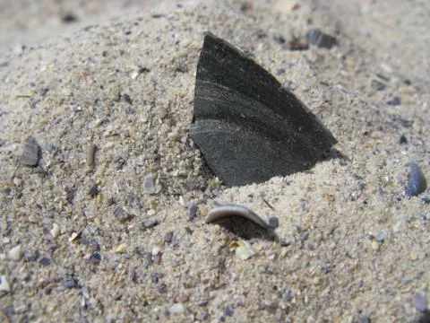 Mussel shell on the sand 库存照片