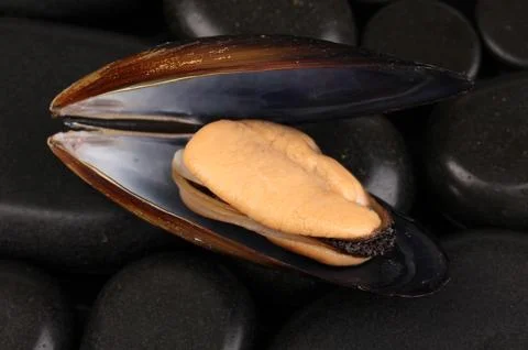 Mussel in shell on stones close-up Foto stock