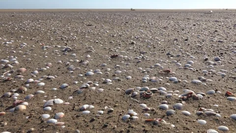 Mussel shells cover sandy beach shoreline under blue sky - Nature Background Stock Footage 339483432