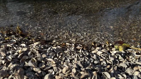 Mussel shells freshwater zebra pattern aquatic mollusk Walensee Lake Walen Stock Footage 311903569