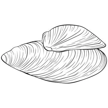 Mussel shells line art Stock Illustration