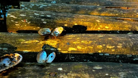 Mussel Shells Placed on Weathered Wooden Logs by a Lake in Dappled Sunlight Stock Footage 346766107