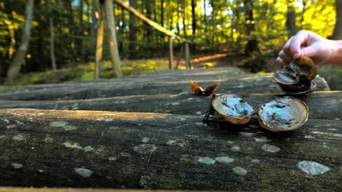 Mussel Shells Resting on Mossy Log by Lake at Golden Hour Stock-Footage 346765930