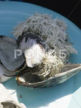 Mussel shells with seaweed growing on them Stock Photos