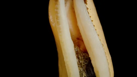 Mussel Without a Shell, Macro Zoom. Isolated on a Black Background, Simulated Fa 스톡 동영상 253840571
